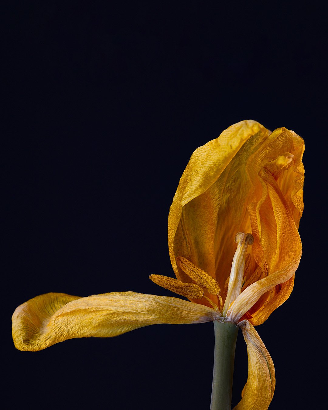 tulip_in-1_4-5