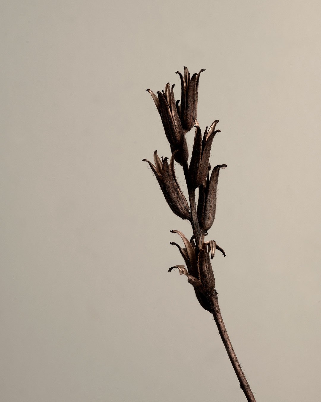 tulpes3